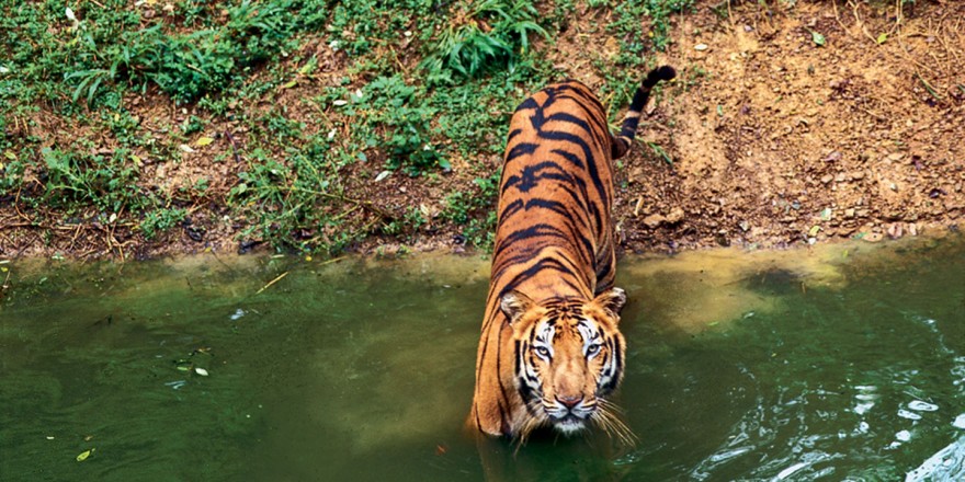 Great India Wildlife Tour Tiger