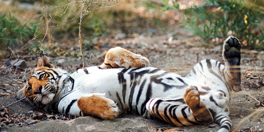 Great India Wildlife Tour Tiger